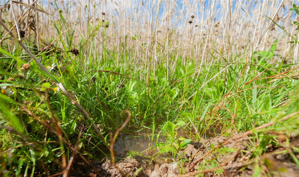 Erst war es lange heiß und trocken, zuletzt dann eher zu nass für den Ernteeinsatz auf dem Feld: Die Wetterkapriolen machen den Landwirten in der Region zu schaffen. Foto: Fotomoment