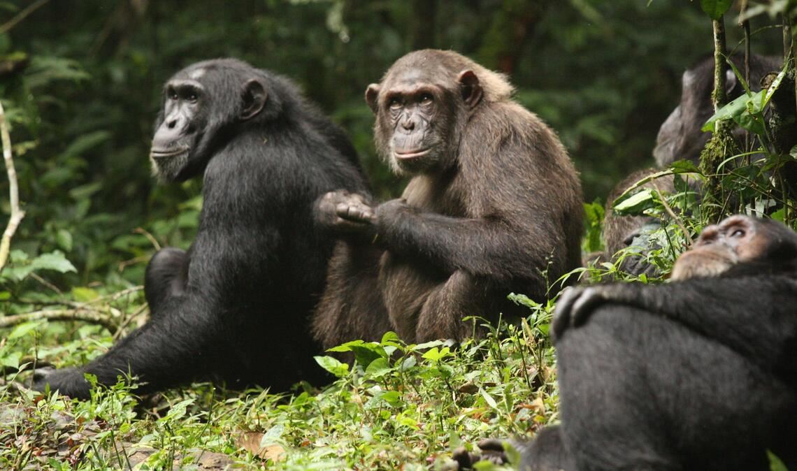 Erstmals haben Forschende über Jahrzehnte dokumentiert, wie sich eine Schimpansengemeinschaft zunächst in zwei Lager spaltet und sich dann bekriegt.