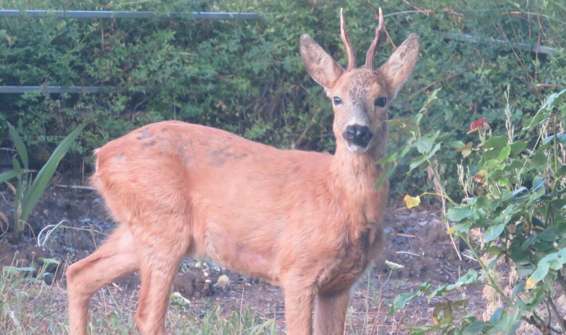 Wenn das Reh die Rosen verspeist Ertappt! Diesem Rehbock schmecken die Rosen in einem Privatgarten. Foto: Becker