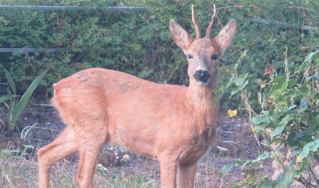 Ertappt! Diesem Rehbock schmecken die Rosen in einem Privatgarten. Foto: Becker