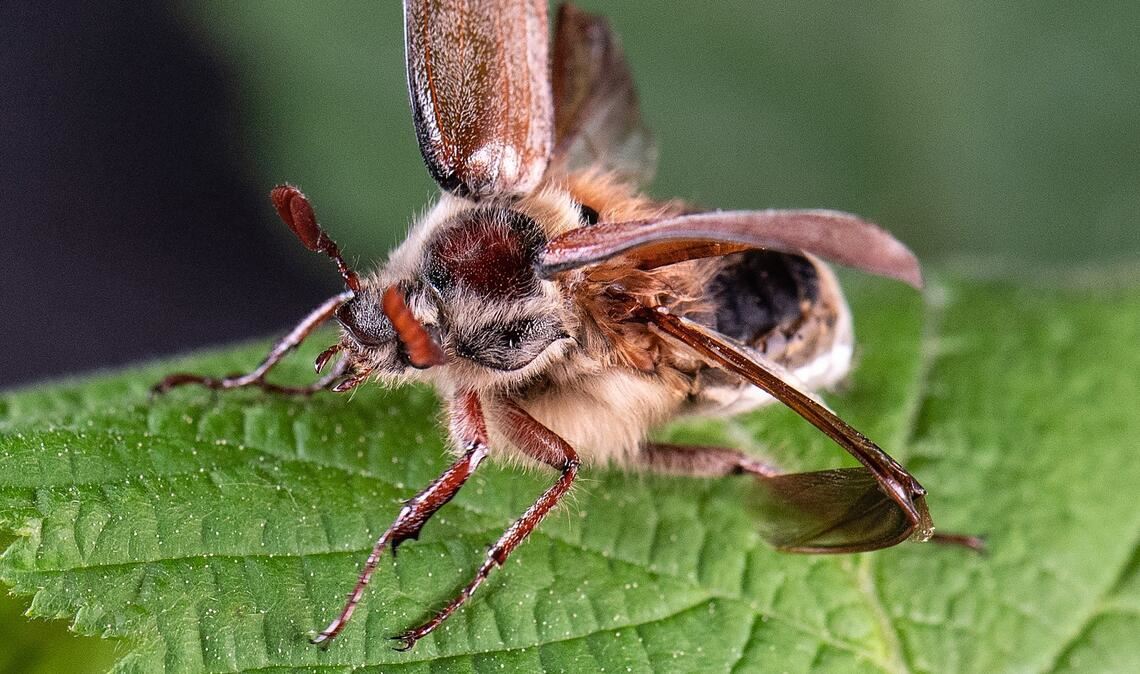 Erwachsene Käfer fressen die frischen Blätter von Laubbäumen. (Archivbild)