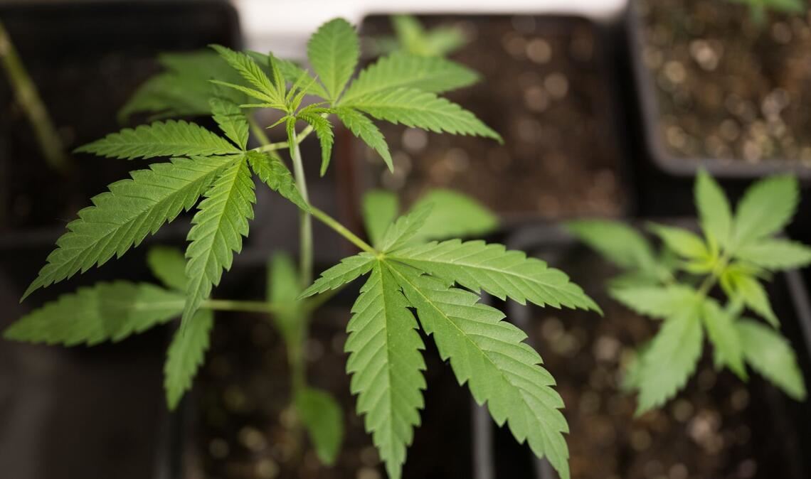 Erwachsene dürfen bis zu drei Cannabispflanzen daheim anbauen. (Symbolbild)