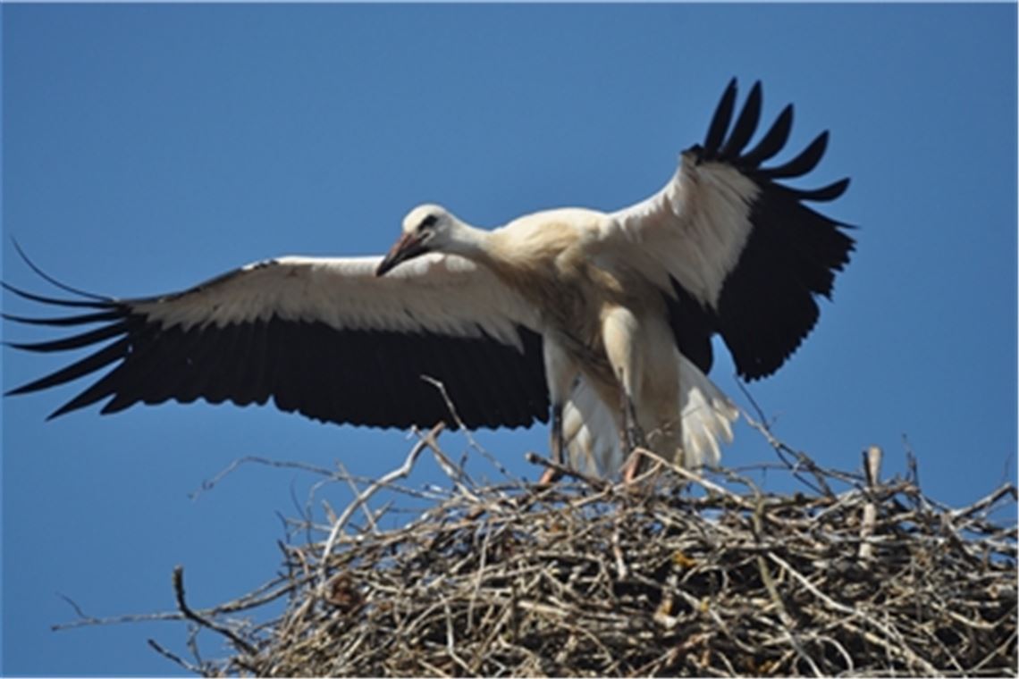 Es gibt Dürrmenzer, die derzeit ganz ohne Quarantänerisiko im sonnigen Süden unterwegs sind. Foto: p