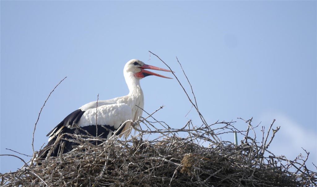 Es gibt Hoffnung, dass das Bauhofgelände in Mühlacker wieder zur Heimat für ein Storchenpaar werden könnte. Symbolfoto: Archiv