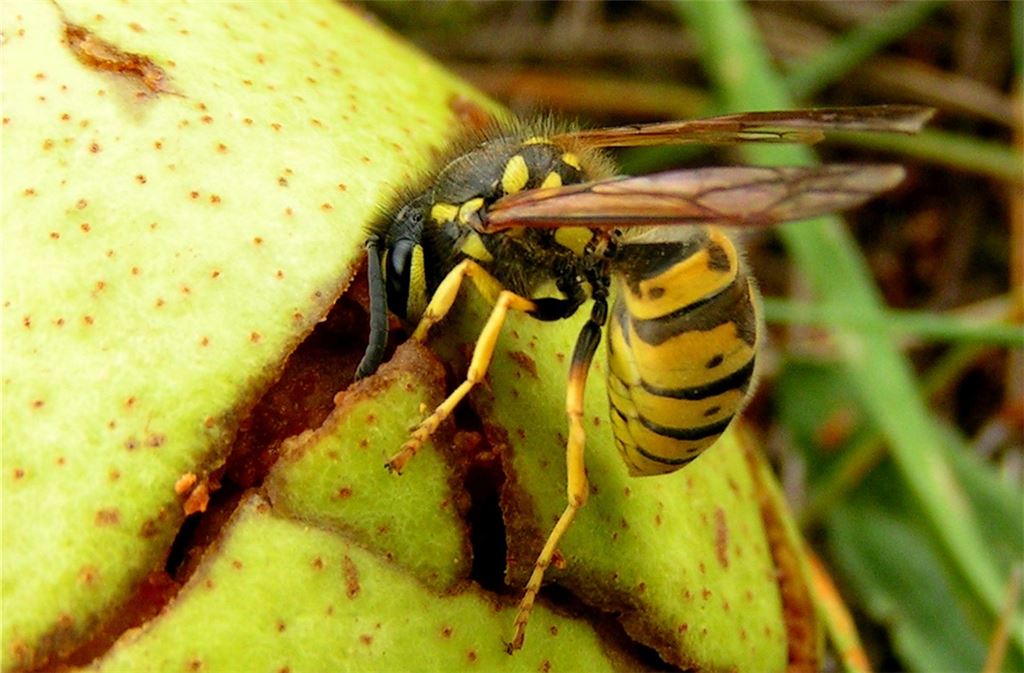 Es gibt nur wenige Wespenarten, die wirklich gefährlich sind.Foto: Lechner
