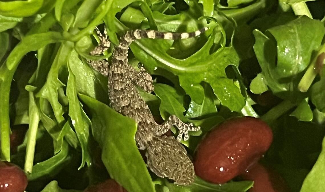 Es handelt sich um einen jungen Mauergecko.