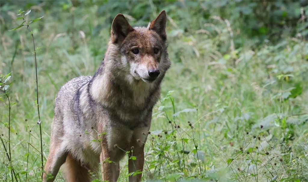 Es ist ein Hin und Her im Streit um den Abschuss eines Wolfs im Nordschwarzwald. (Symbolbild)