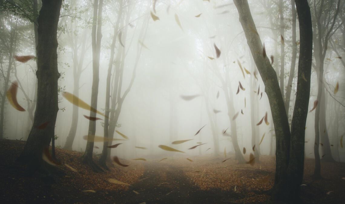 Es wird stürmisch im Schwarzwald.