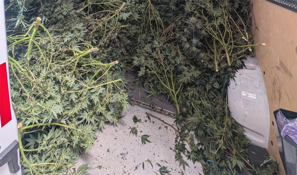 „Es wurden mehr als fünfhundert voll entwickelte Cannabispflanzen sichergestellt“, erklärt Polizeisprecher Benjamin Koch. Foto: Archiv/Myroshnichenko