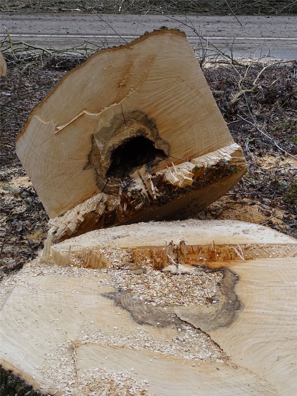 910_0008_127583_p_b35_Kranke_Esche