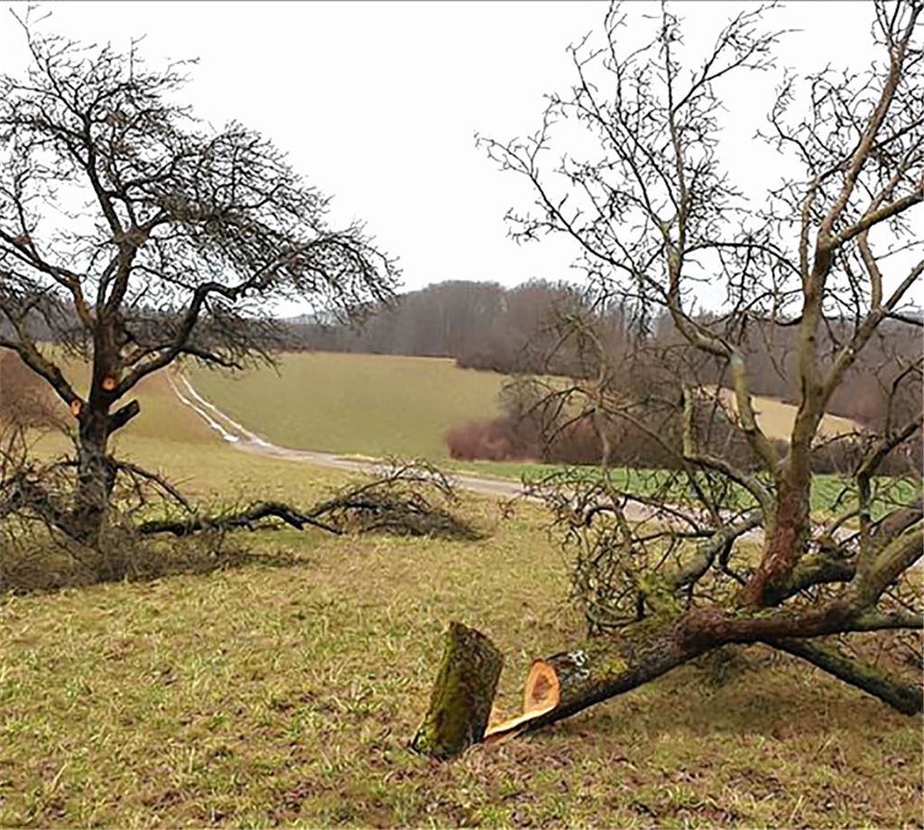 Etwa ein halbes Dutzend Bäume ist der Zerstörungslust unbekannter Täter zum Opfer gefallen. Fotos: Gemeindeverwaltung Wiernsheim