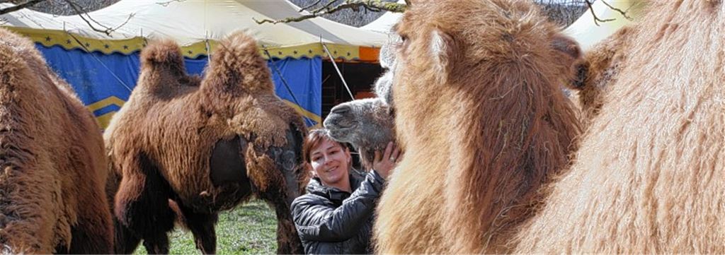 Exotische Gäste auf dem Festplatz in Mühlacker: Sandra Sperlich-Frank ist stolz auf die eigene Kamelzucht des Zirkus Montana, zu der neun Tiere gehören.