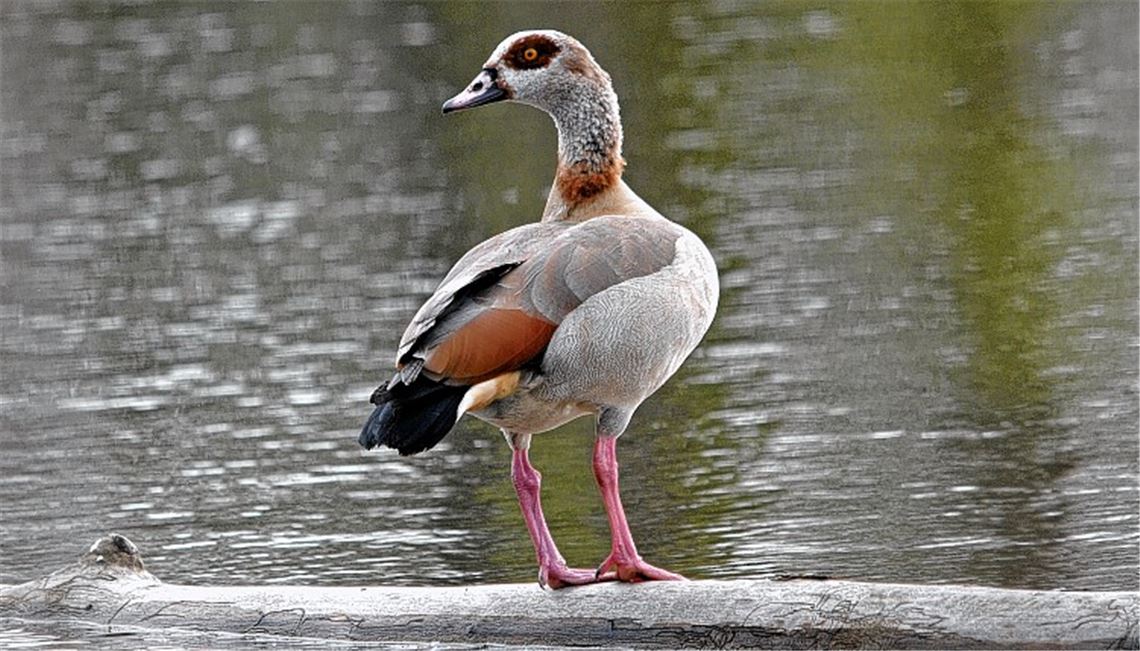 Exotischer Gast am Aaalkistensee: Die Nilgans stammt ursprünglich aus Afrika, ist aus Tierparks in die Freiheit entflohen und inzwischen in der Region heimisch geworden.