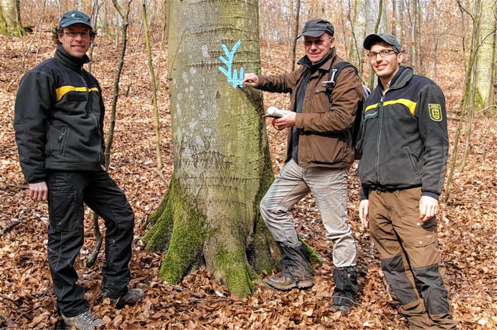 Experte Luis Sikora (Mitte) markiert eine Rotbuche, um sie vor der Motorsäge zu schützen. In dieser Baumart richten Schwarzspechte ihre Höhlen ein. Links im Bild der Mühlacker Revierförster Marco Heinrich, rechts Philipp Schweigler vom Forstamt Enzkreis. Foto: Sadler