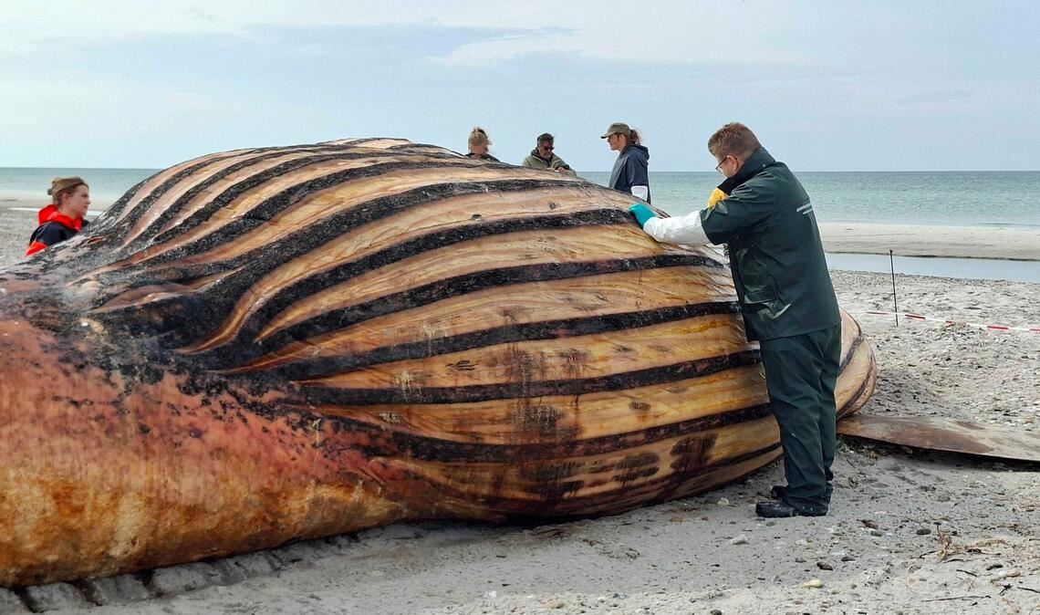 Experten bei der Obduktion des Buckelwals am Strand der Insel Anholt.