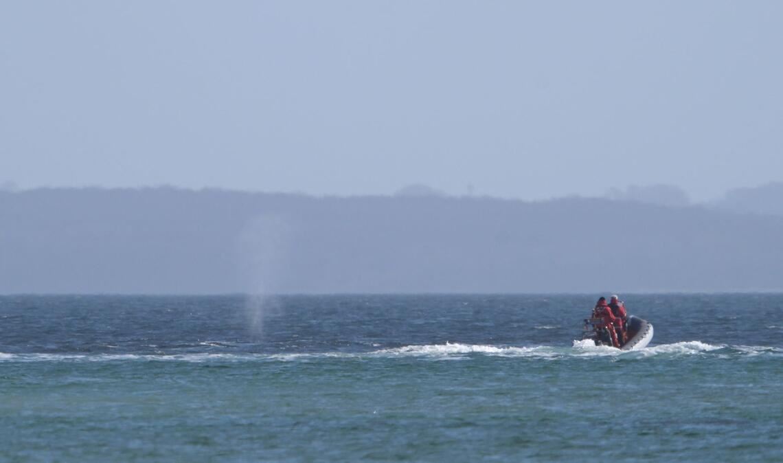 Experten beobachten den Wal von einem Schlauchboot aus.
