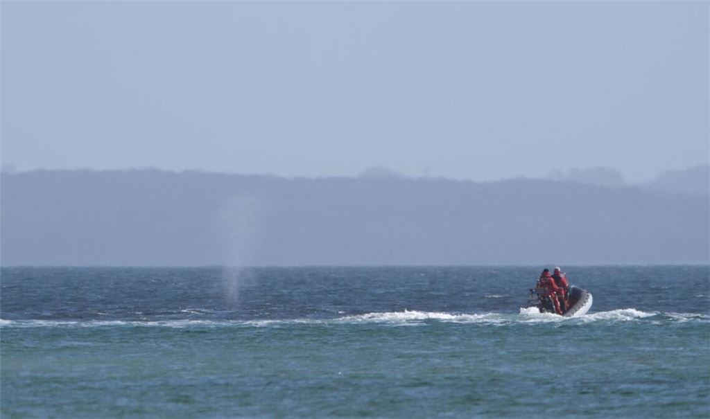 Experten beobachten den Wal von einem Schlauchboot aus.