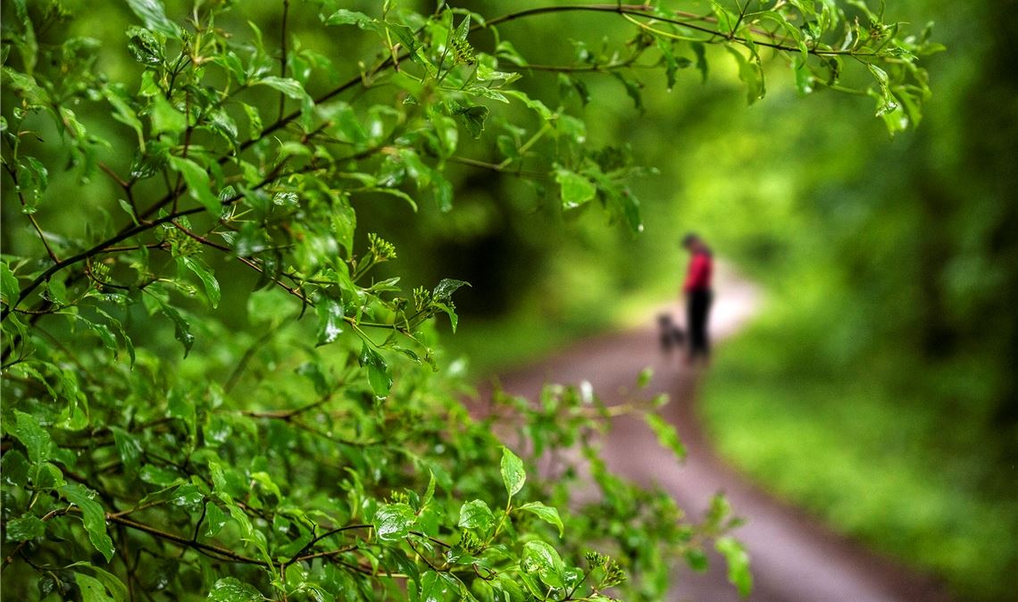 Explosion in Grün: Die Natur tankt auf.  Foto: Fotomoment