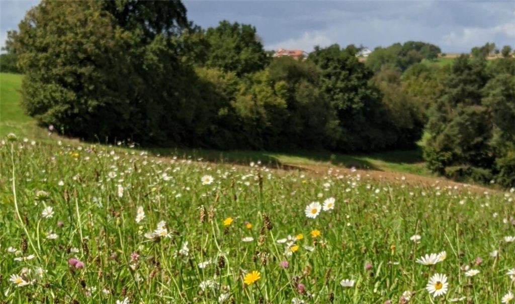 FFH-Mähwiese auf Gemarkung von Königsbach-Stein mit Wiesen-Margeriten, Wiesen-Bocksbart und Rotem Wiesenklee. Foto: Enzkreis/Klaus