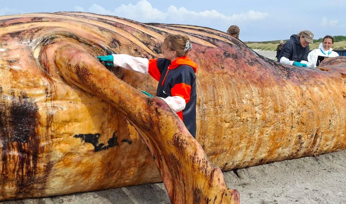 Fachleute obduzierten den als "Timmy" bekannten Buckelwal am Strand der Insel Anholt.