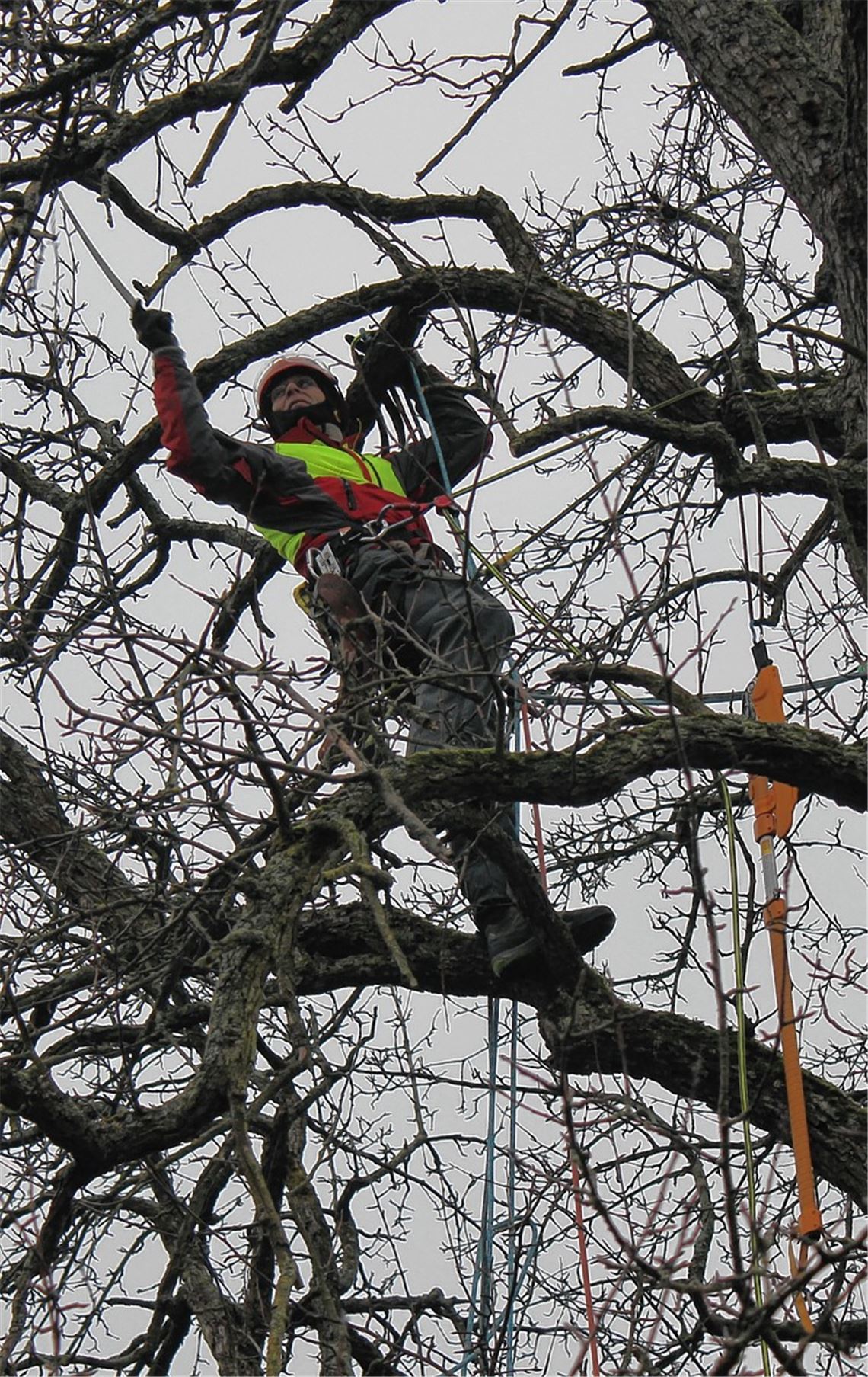 „Riesen der Wiesen“ fit für die Zukunft gemacht