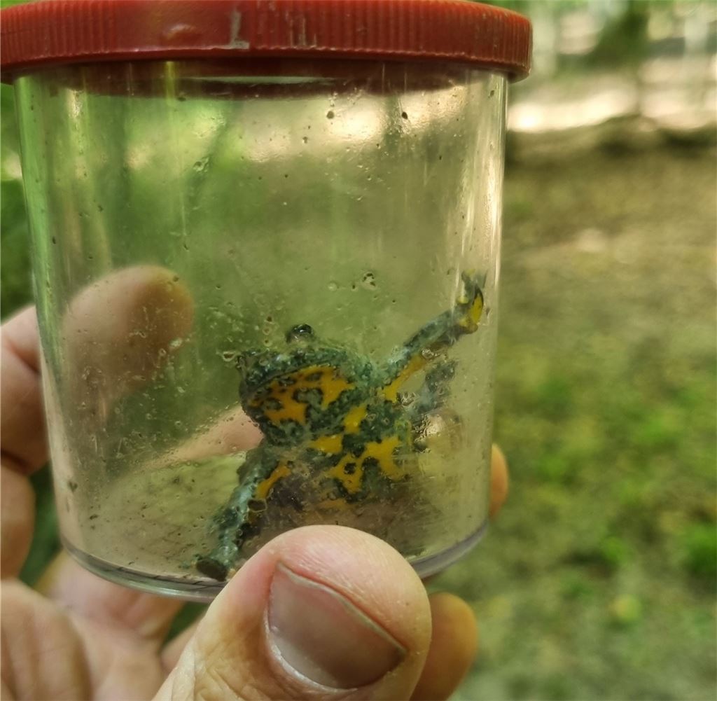 Fahrspuren können Amphibien wie hier einem Feuersalamander einen Kleinstlebensraum bieten. Foto: Enzkreis/Rapp
