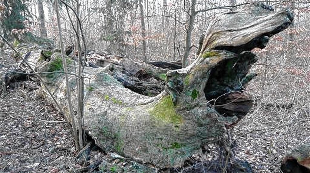 Fall eines Naturdenkmals: die umgestützte See-Eiche. Foto: Siegfried Fetzer