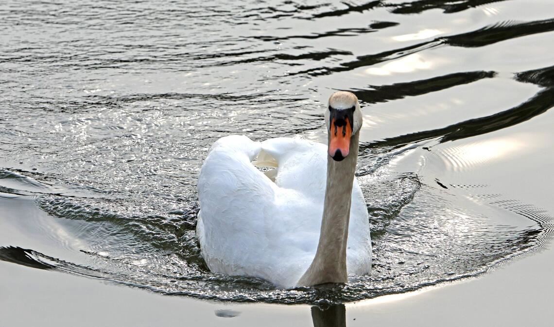 Falsches Futter sei die Ursache für die sogenannte Kippflügelkrankheit des nun eingefangenen Schwans (Symbolbild).
