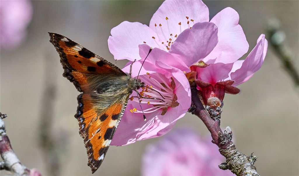 Falter labt sich an prächtiger Blüte. Leserfoto: Peter Marx