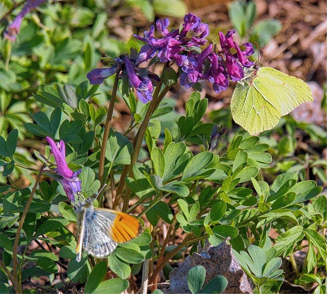 Frühlingsgefühle Frühlingsgefühle