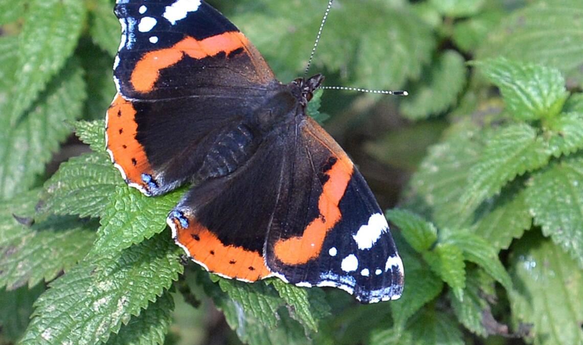 Falter wie Tagpfauenauge, Kleiner Fuchs, Landkärtchen und Admiral legen ihre Eier gezielt an Brennnesseln ab. (Archivbild)