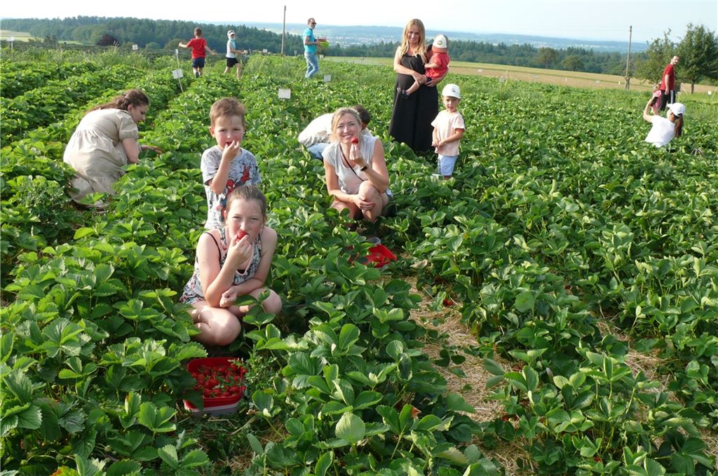 Familie Merk aus Remchingen im Erdbeerfeld. Foto: Dietrich