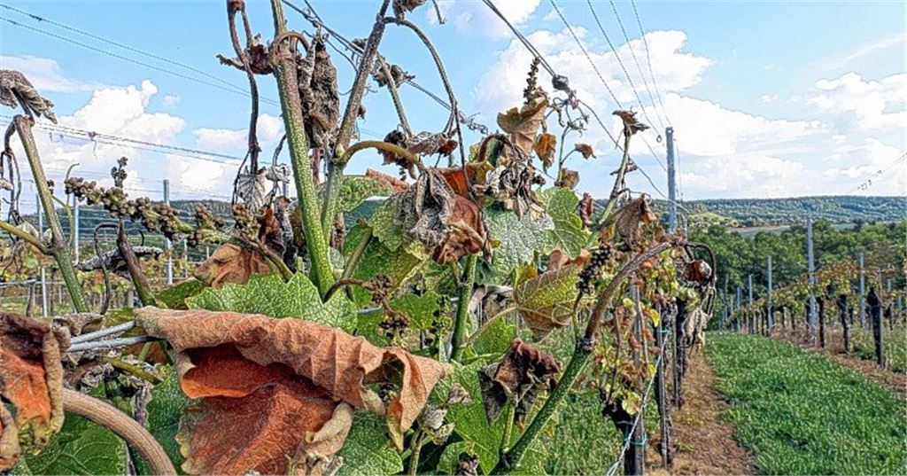 Kaltluftsee verschärft Frostschäden