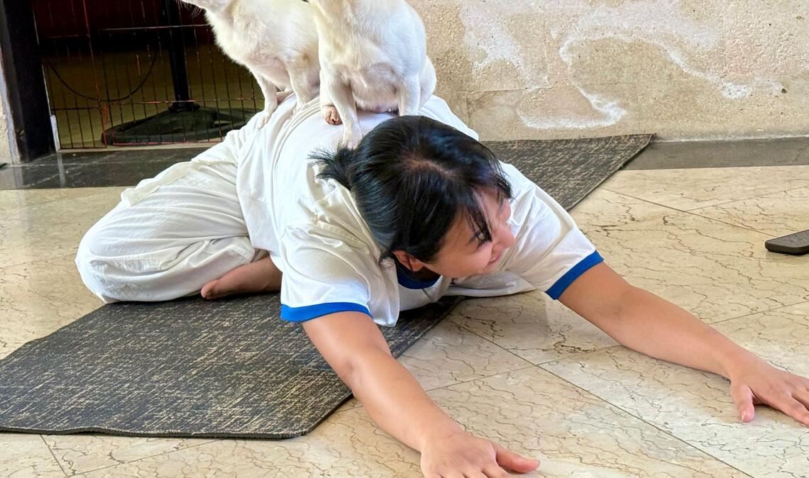 Fast sieht es aus, als hätten die kleinen Hunde selbst eine Yogapose eingenommen.