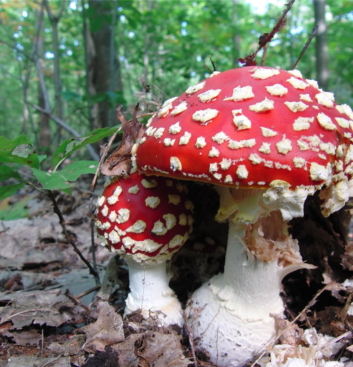 Faszinierendes Wald-Wesen. Foto: Lechner