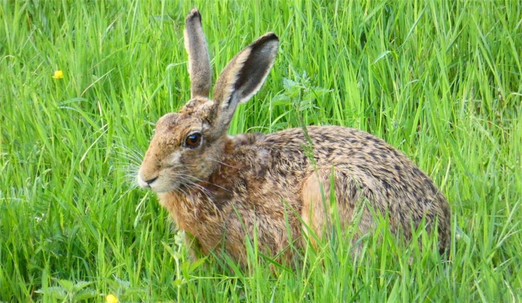 Feldhase auf einer Waldwiese bei Neuenbürg. Foto: Enzkreis/Brenneis