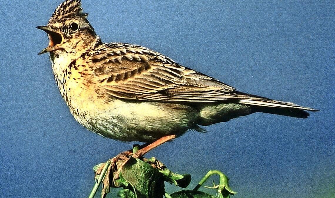 Feldlerche (Alauda arvensis).