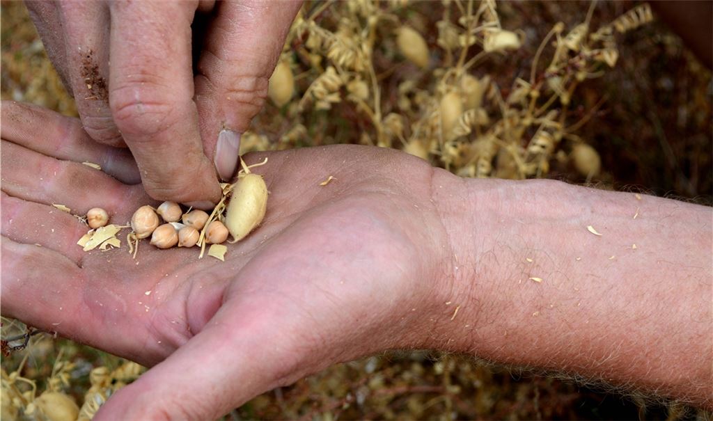 Feldversuch in Iptingen: Landwirt Frank Bäuerle aus Iptingen erntet seine „notreifen“ Kichererbsen. Fotos: Stahlfeld