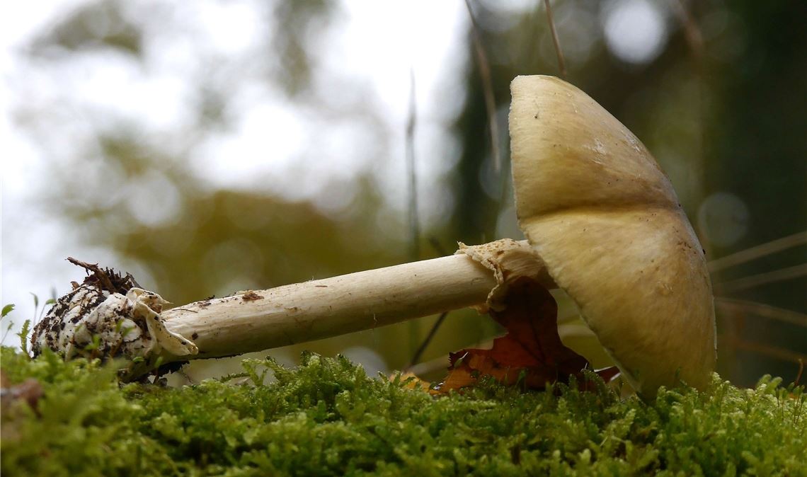 Ferdinand Messner zeigt einen Maronenröhrling. Keinesfalls im Kochtopf landen sollten der Fliegenpilz (Mitte) und der Grüne Knollenblätterpilz Fotos: Franz Lechner