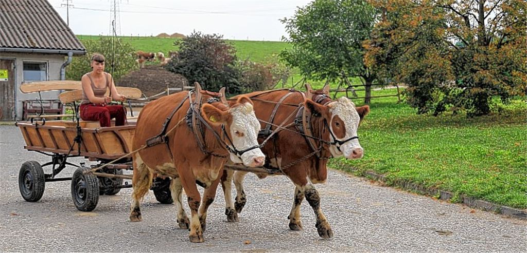 Vom Kuhrücken auf den Kutschbock