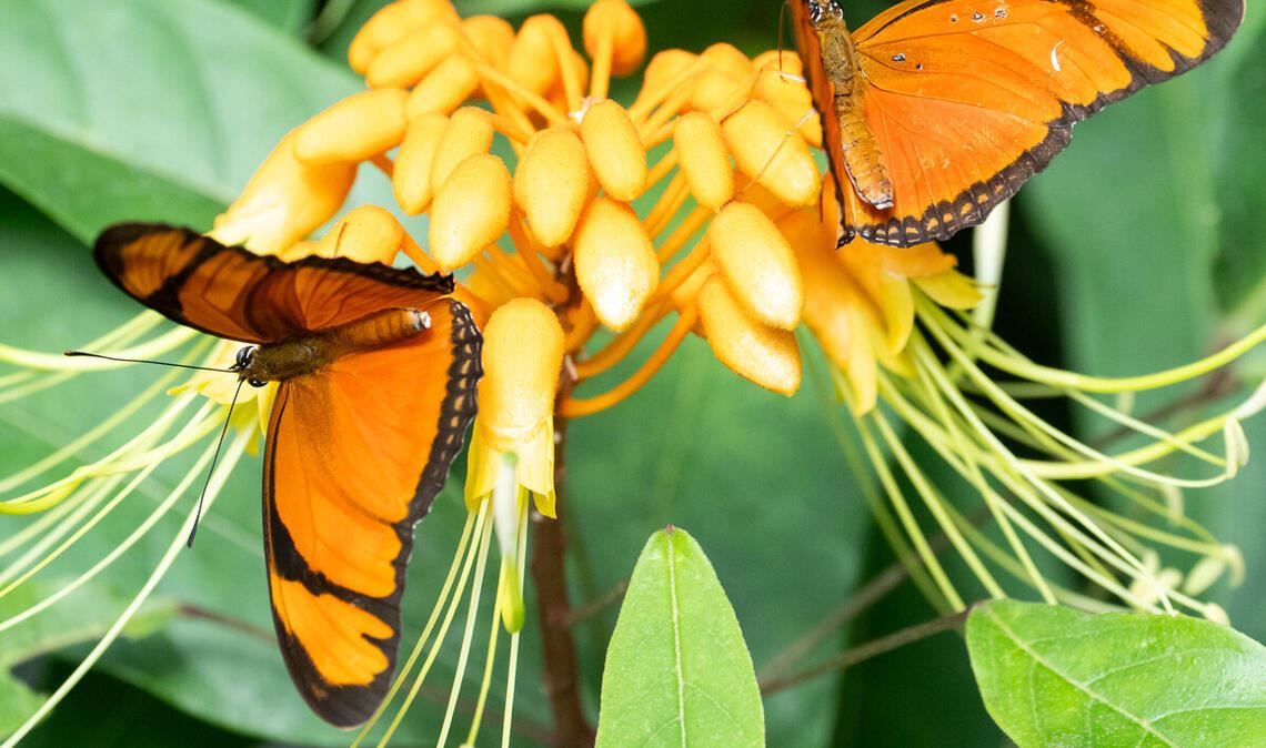 Feuerfalter saugen Nektar an der Blüten der Striphoma paradoxum in der Wilhelma.