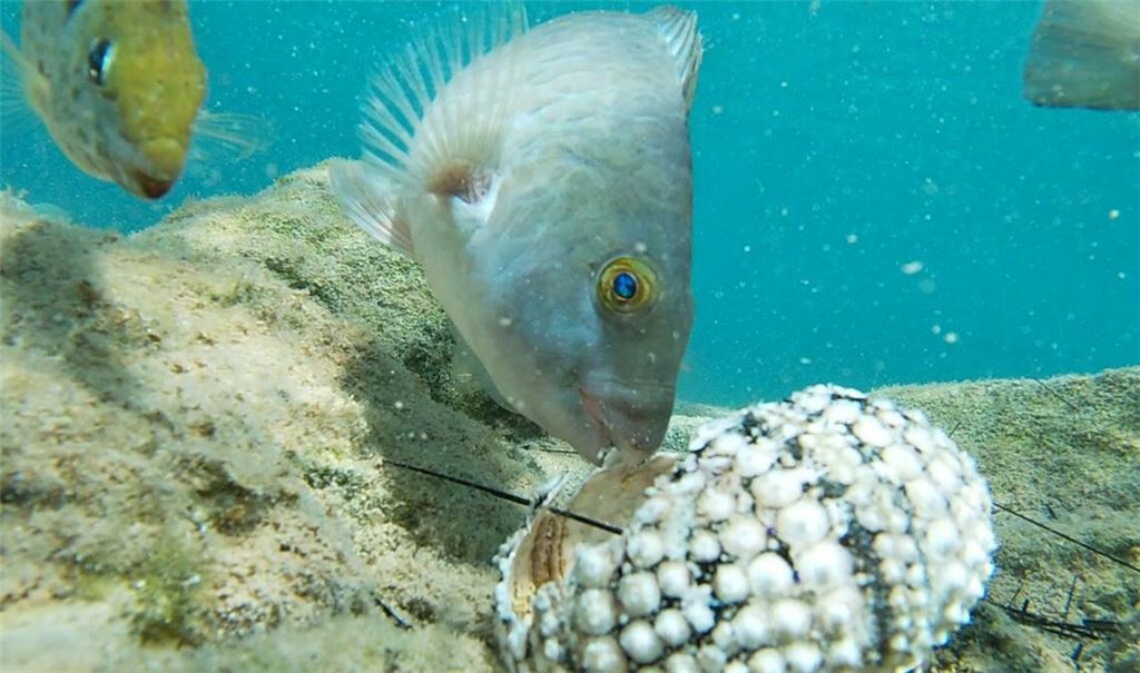 Fische fressen einen Seestern im Mittelmeer.