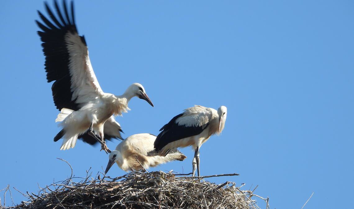 Flattersprünge auf dem Nest und vorübergehende Abwesenheiten beweisen, dass die Jungstörche bereit für den Abflug sind. Fotos: Bosch