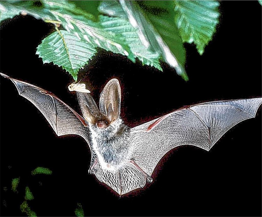 Fledermäuse im Mühlehof – ein Phantom