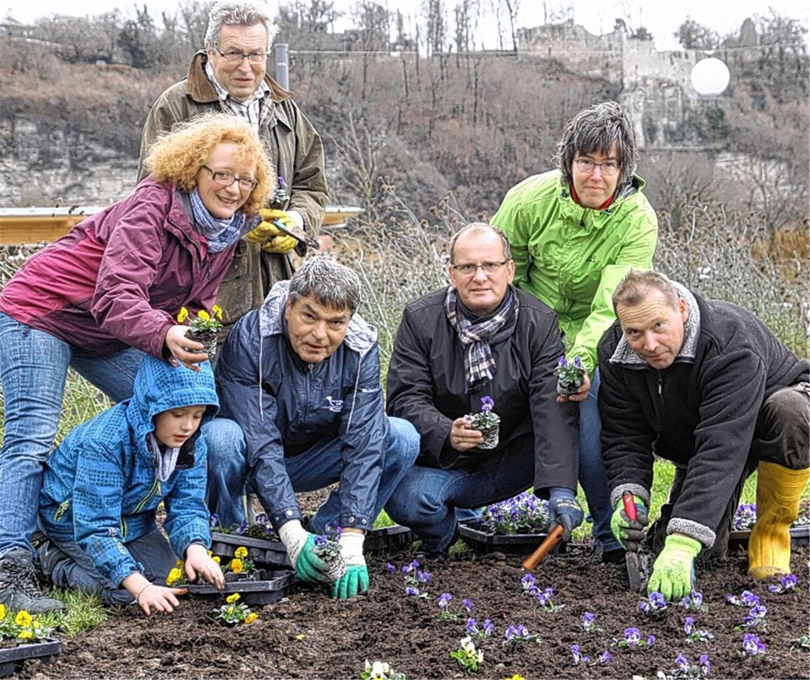 Winterveilchen im Sommerbeet