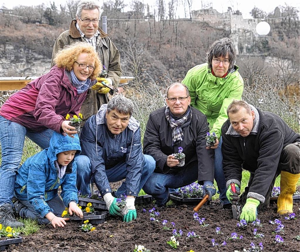 Winterveilchen im Sommerbeet