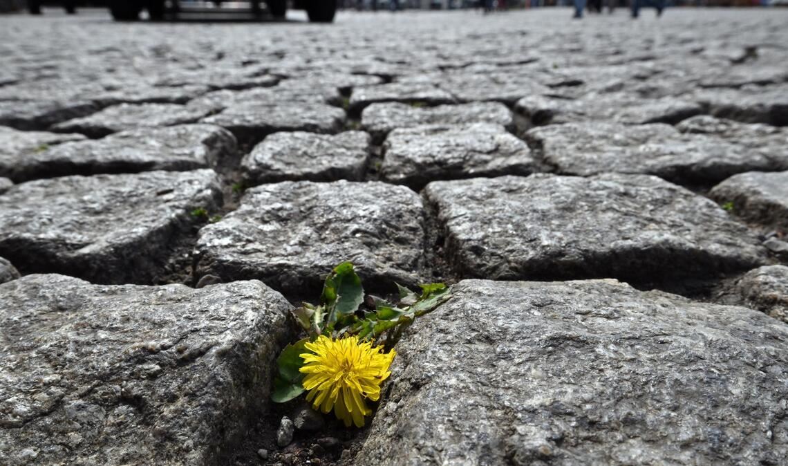 Flower-Power: Ein Löwenzahn blüht auf dem Domplatz in Erfurt zwischen den Steinen.