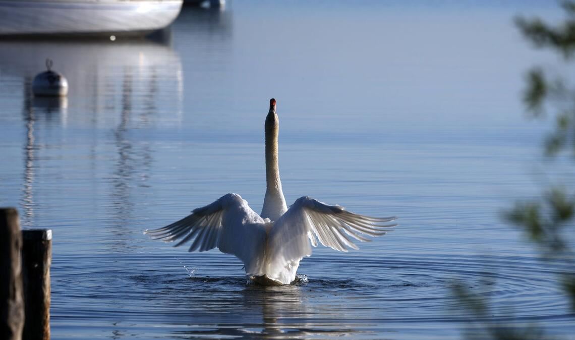 Flügelschlag in einen herrlichen Tag - ein Schwan im Ammersee.