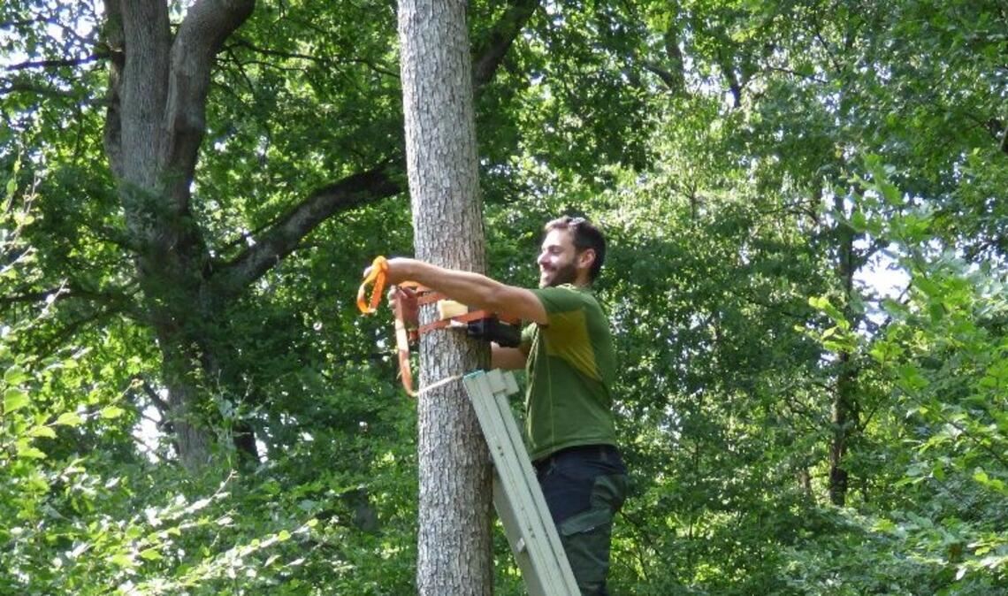 Förster Maximilian Rapp (auf der Leiter) montiert einen Recorder am Baum, um die Rufe der Fledermäuse aufzunehmen.