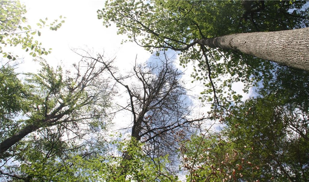 Folgen der Klimaerwärmung: Lange Trockenperioden machen gleichermaßen der Landwirtschaft und dem Wald zu schaffen, während sich Unwetter mit Starkregen häufen. Fotos: Archiv